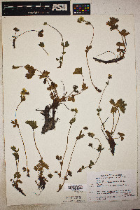 Potentilla flabellifolia image