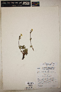 Potentilla diversifolia image