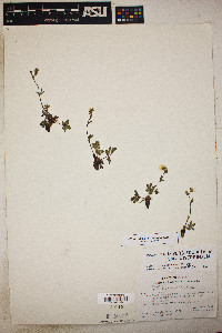 Potentilla diversifolia var. diversifolia image