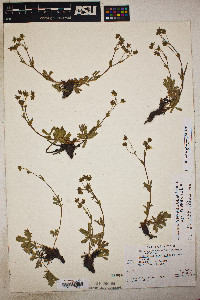 Potentilla diversifolia image