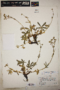 Potentilla diversifolia var. diversifolia image