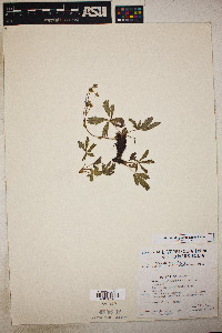 Potentilla diversifolia var. diversifolia image