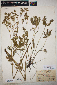 Potentilla gracilis image