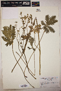 Potentilla gracilis image