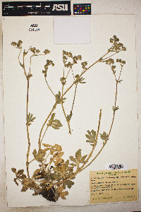 Potentilla gracilis image