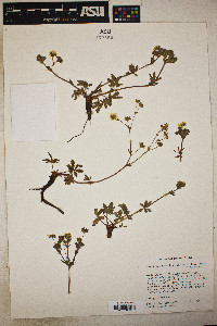 Potentilla gracilis image