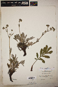 Potentilla hippiana image