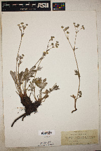 Potentilla hippiana image