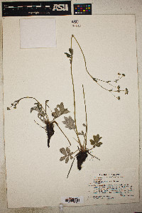 Potentilla hippiana image