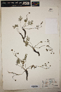 Potentilla multisecta image