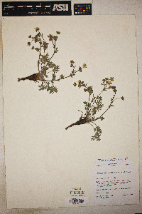 Potentilla multisecta image