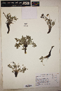 Potentilla multisecta image