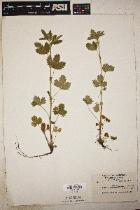 Potentilla norvegica subsp. monspeliensis image