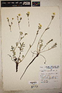 Potentilla ovina var. decurrens image