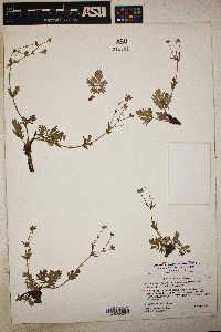 Potentilla ovina var. decurrens image