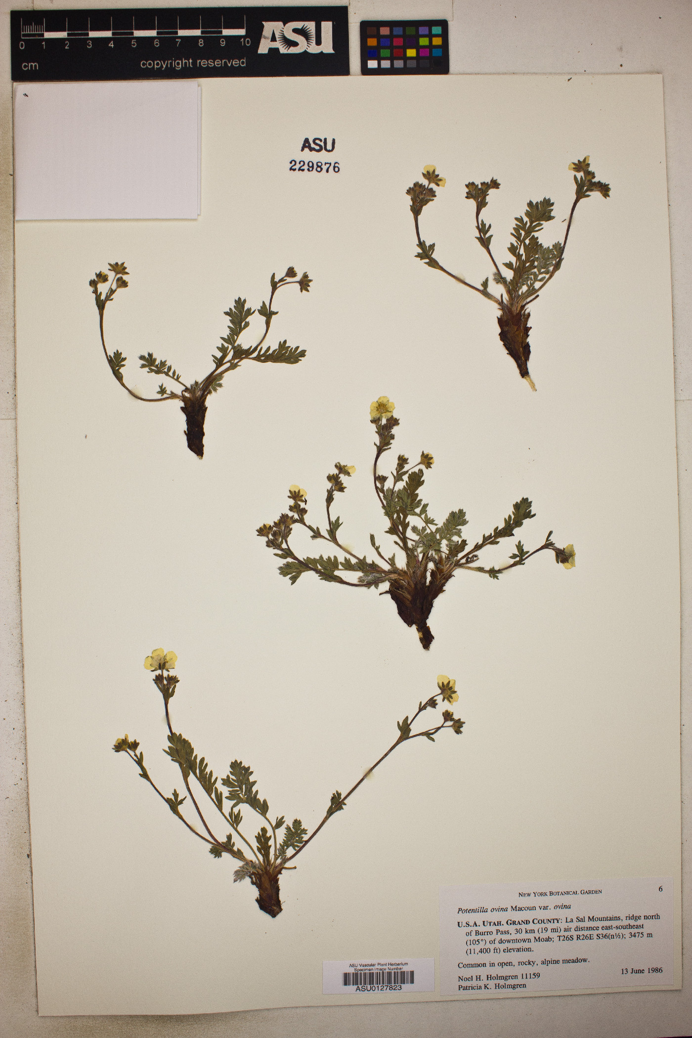 Potentilla ovina image