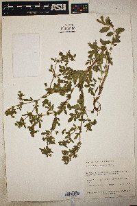 Potentilla supina subsp. paradoxa image