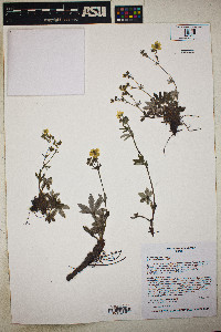 Potentilla pulcherrima image