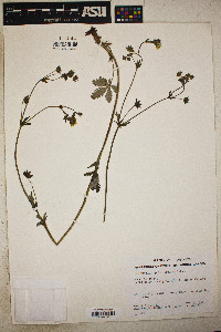 Potentilla pulcherrima image