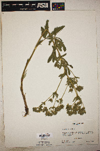 Image Associated With the Occurence