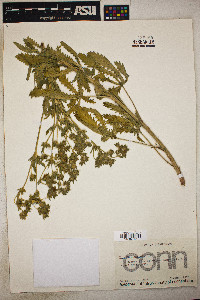 Image Associated With the Occurence