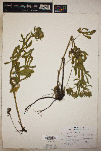 Image Associated With the Occurence
