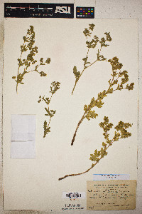 Potentilla rivalis image