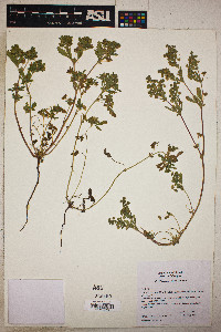 Potentilla rivalis image