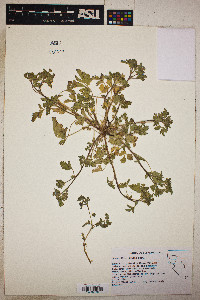 Potentilla rivalis image