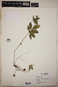 Potentilla simplex var. simplex image