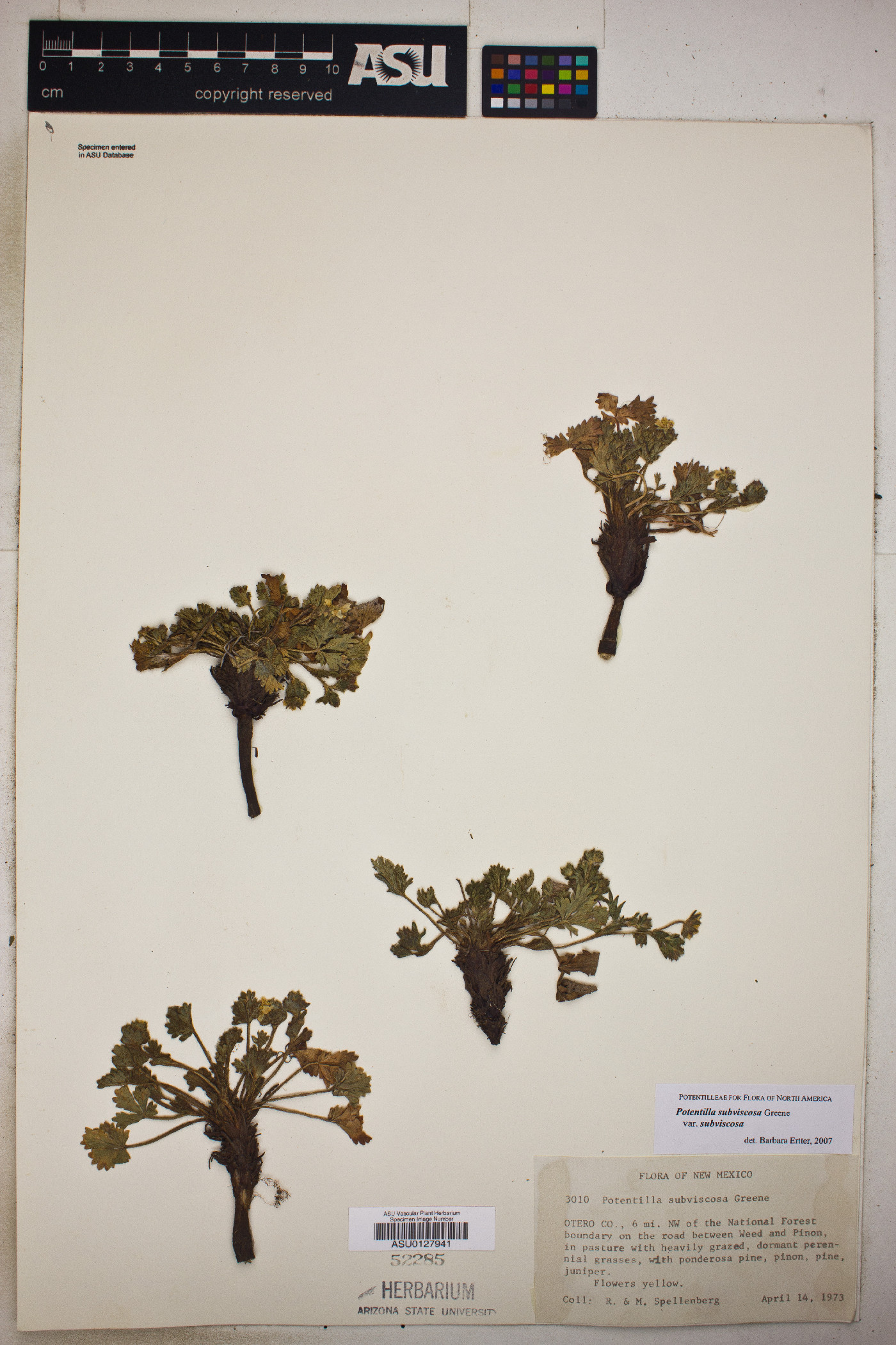 Potentilla subviscosa var. subviscosa image
