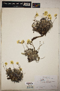 Potentilla uniflora image