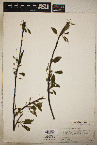 Prunus angustifolia image