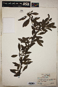 Prunus angustifolia image