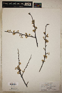 Prunus angustifolia image