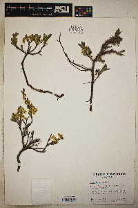Prunus besseyi image