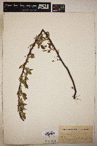 Prunus besseyi image