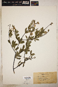 Prunus emarginata image