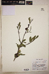 Prunus emarginata image