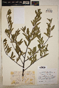 Prunus emarginata image