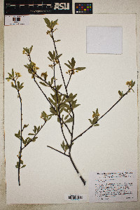 Prunus emarginata image