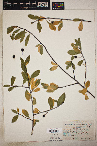 Prunus emarginata image