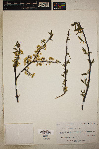 Prunus emarginata image