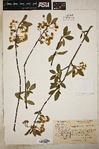 Prunus emarginata image