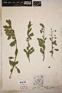 Prunus emarginata image