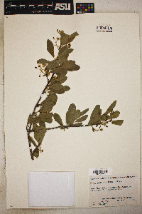 Prunus emarginata image