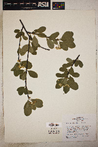 Prunus emarginata image