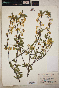 Prunus emarginata image