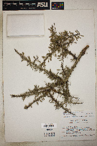 Prunus fasciculata image