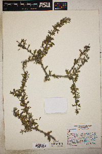 Prunus fasciculata image